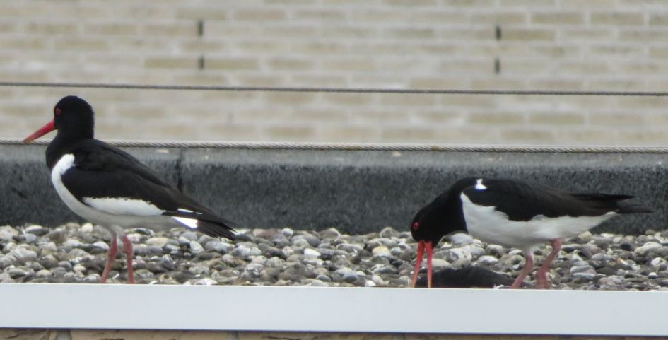 Normaal gedrag voor scholekster?
